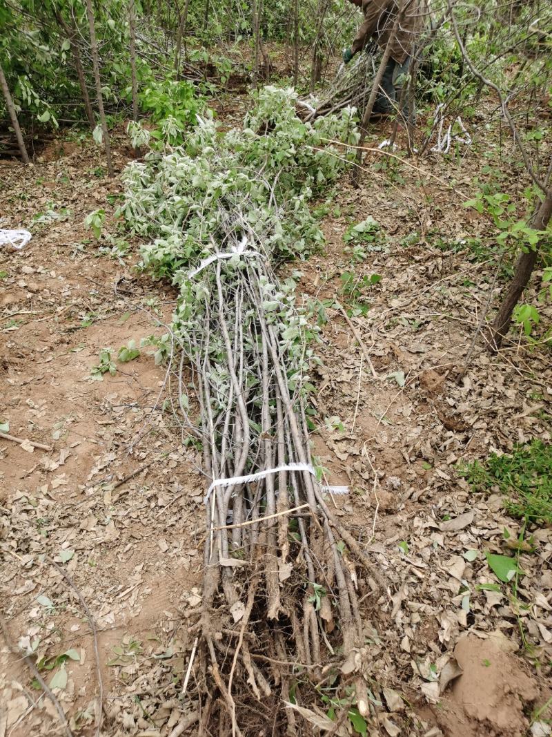 自产自销翅果油树苗精品化种植价格美丽