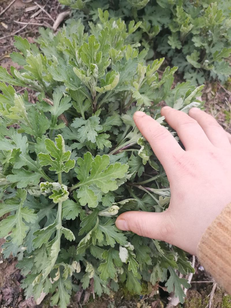 菊花苗量大从优品种纯正现挖现发