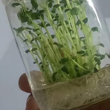 专业培育品种马铃薯苗现挖现发24小时在线服务