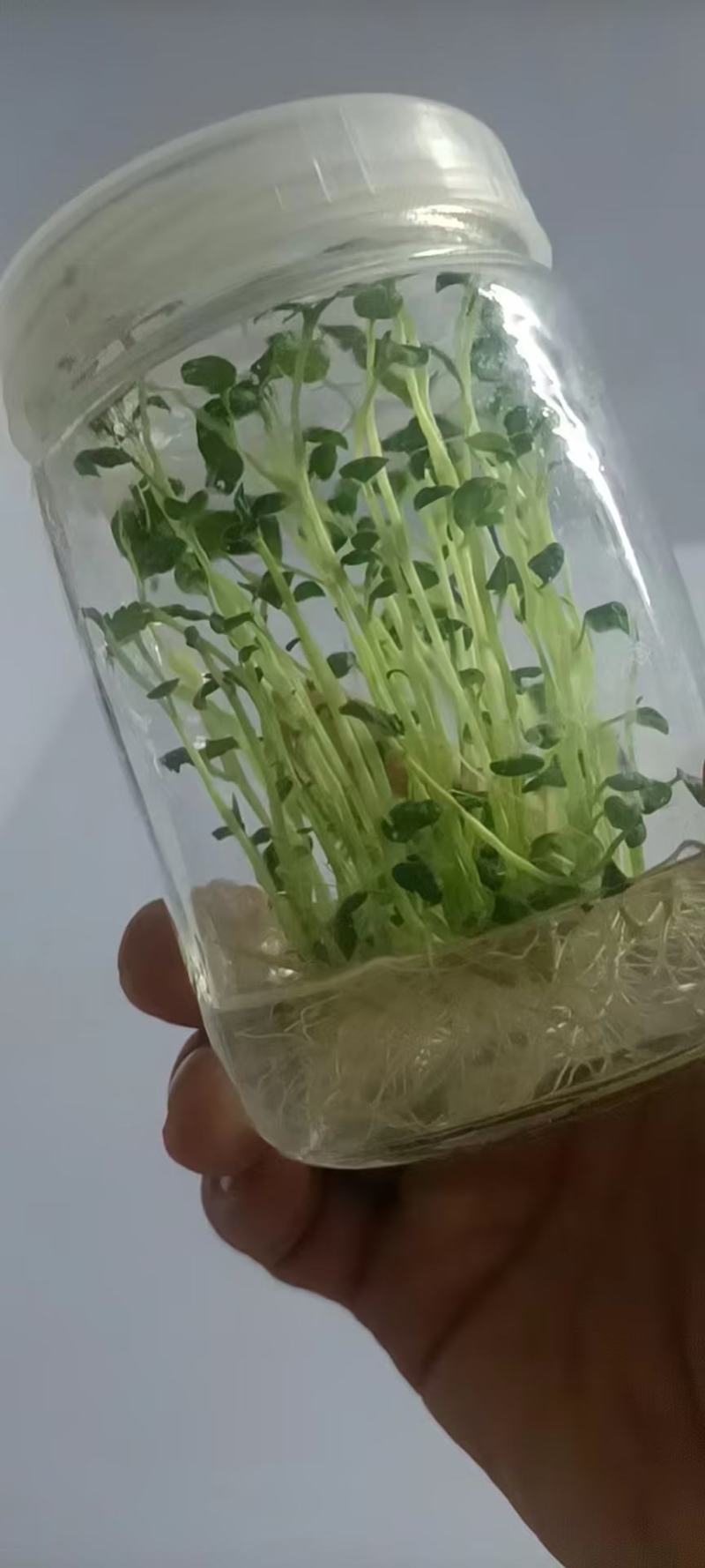 专业培育品种马铃薯苗现挖现发24小时在线服务