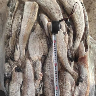 鲜活鳕鱼海鲜