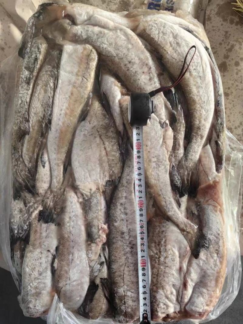 鲜活鳕鱼海鲜