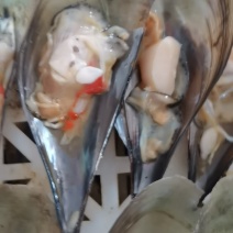 长期供货鲜贝物流包邮，大量有货产地直发保障品质