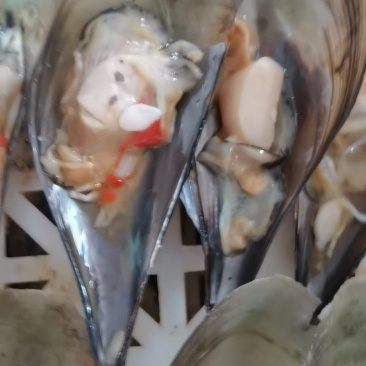 长期供货鲜贝物流包邮，大量有货产地直发保障品质