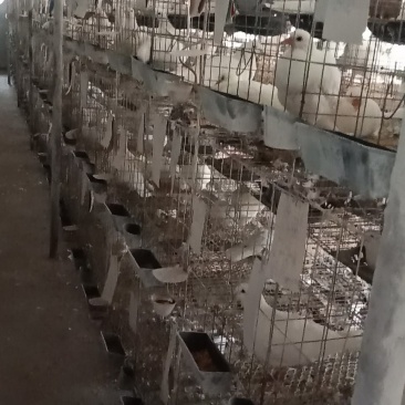 正品保障鸽子营养丰富长期供应