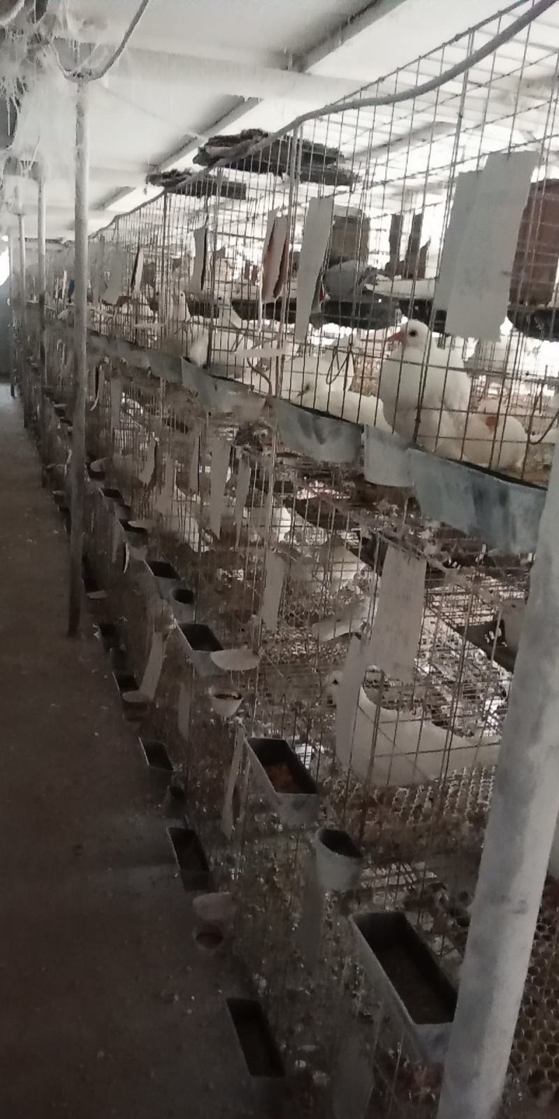 正品保障鸽子营养丰富长期供应