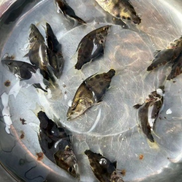 品种纯正优质量大从优现挖现发鳜鱼苗