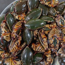 龙虱