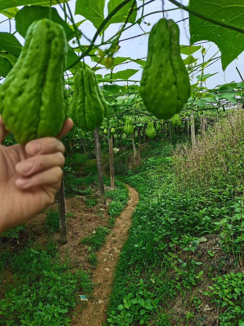 佛手瓜