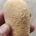 狗宝