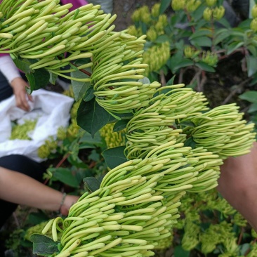 山银花