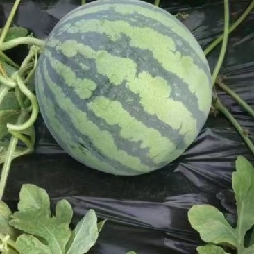 无籽美都麒麟瓜