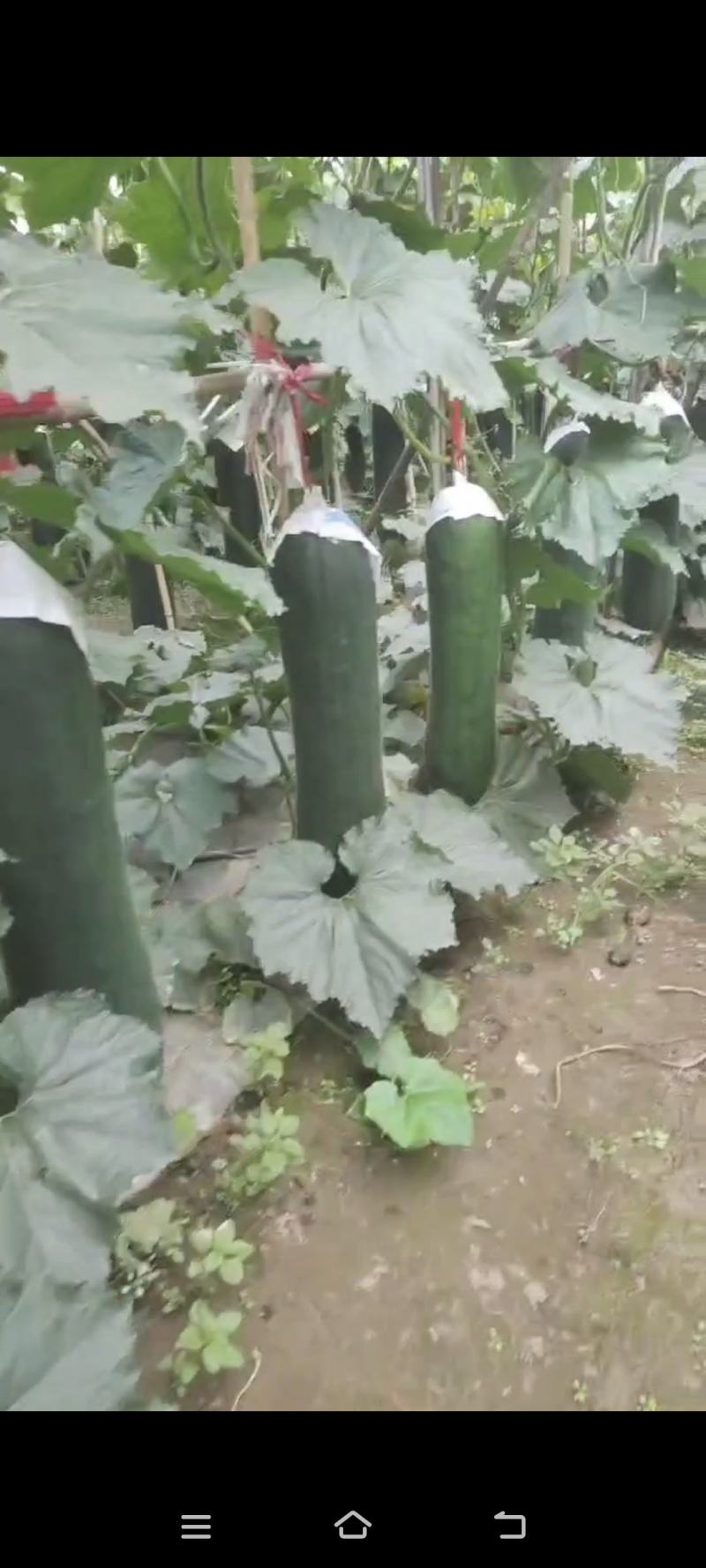黑皮吊冬瓜