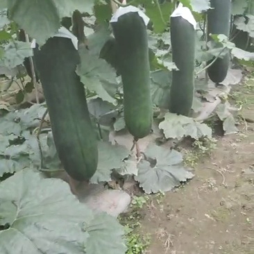 黑皮吊冬瓜