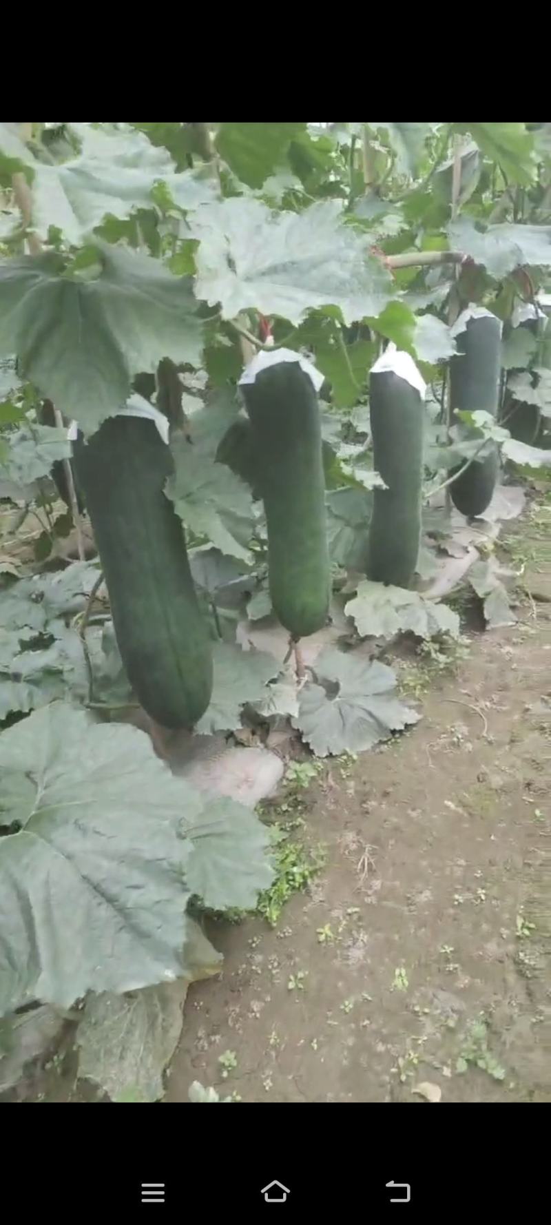 黑皮吊冬瓜