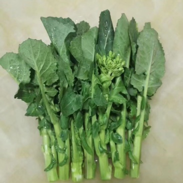长期供应正品保障板蓝根青菜24小时在线服务