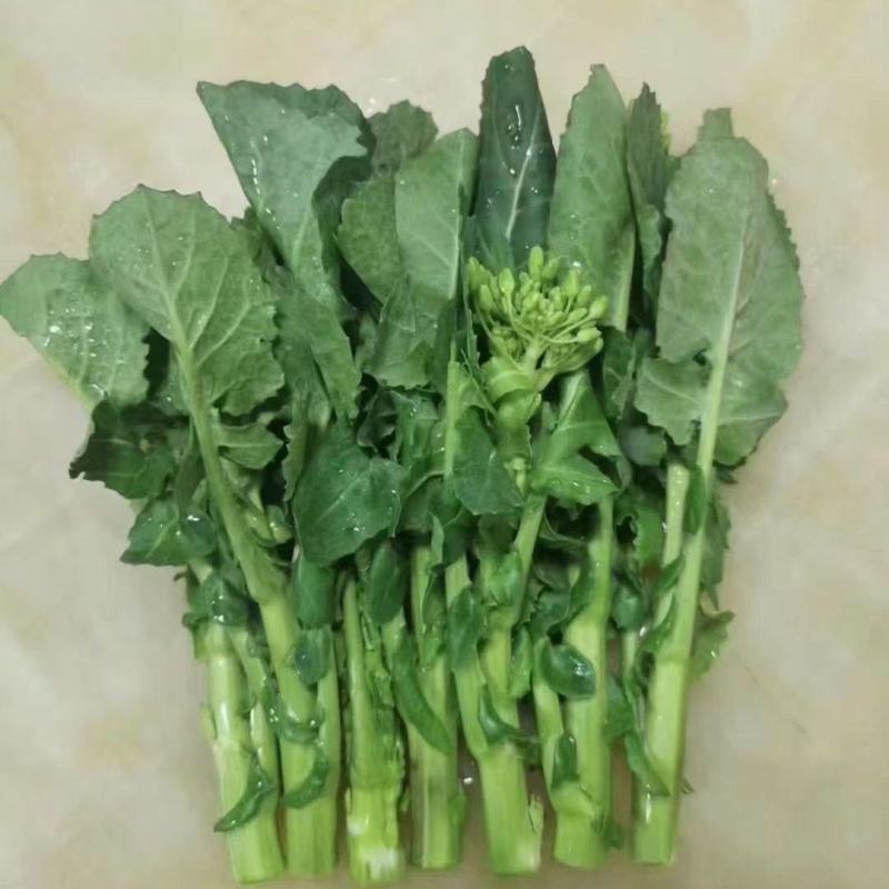 长期供应正品保障板蓝根青菜24小时在线服务