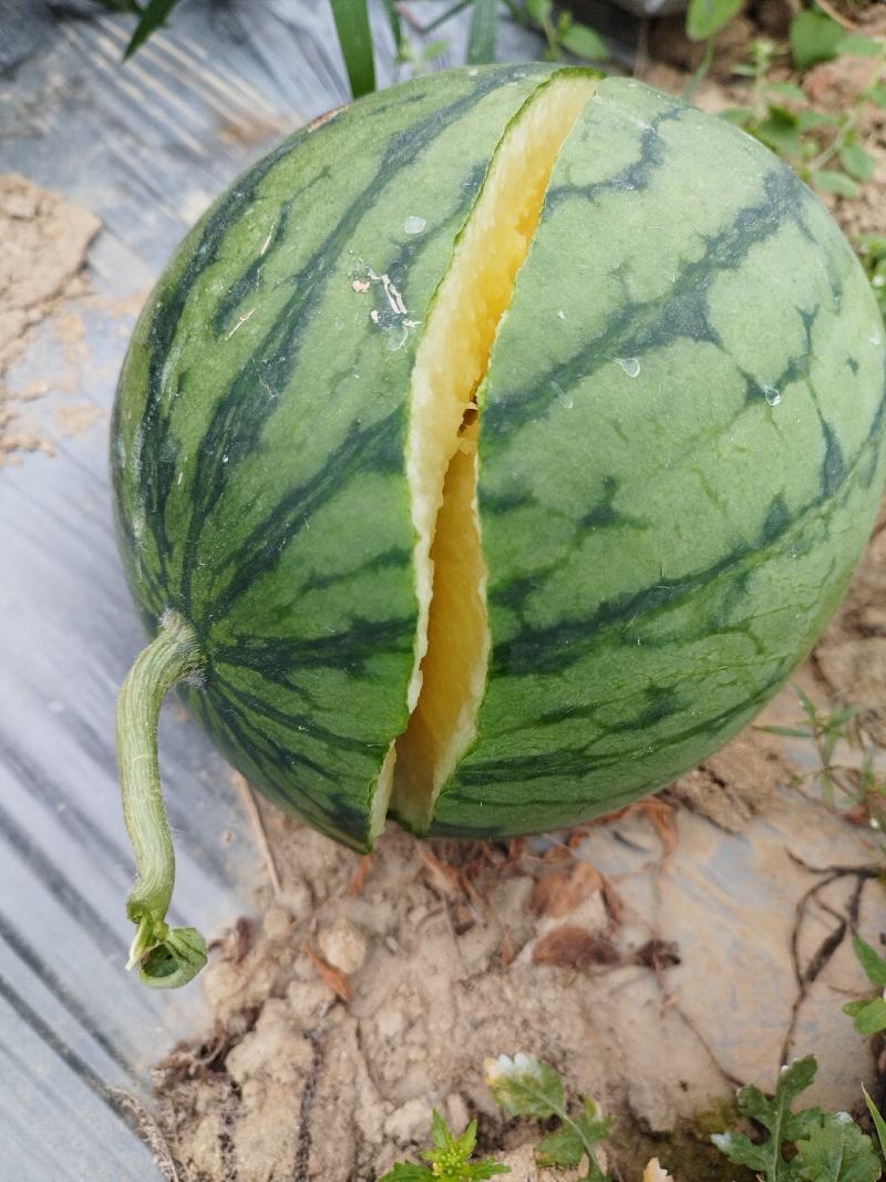 营养多汁西瓜现货秒发24小时在线服务
