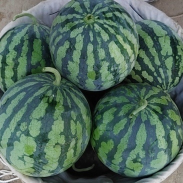 无籽美都西瓜