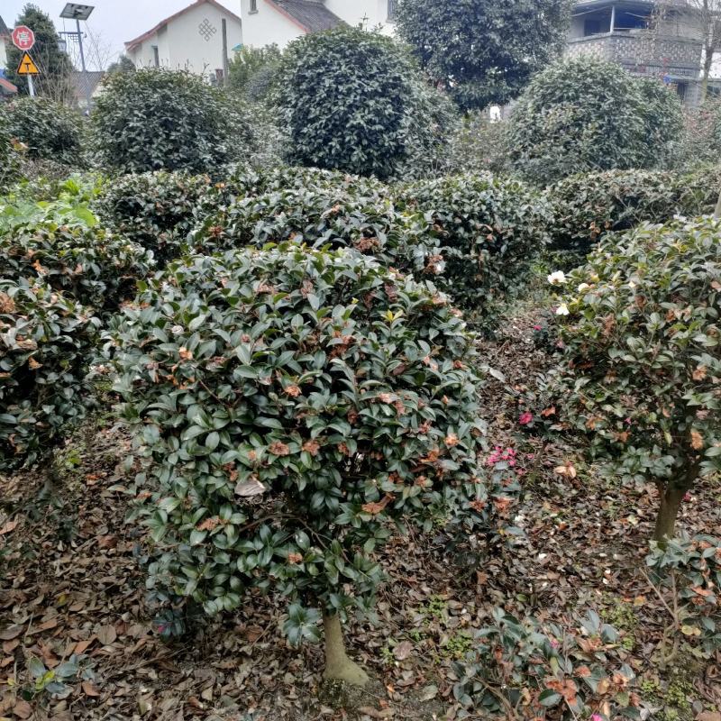 自产自销茶梅全国供应成活率高