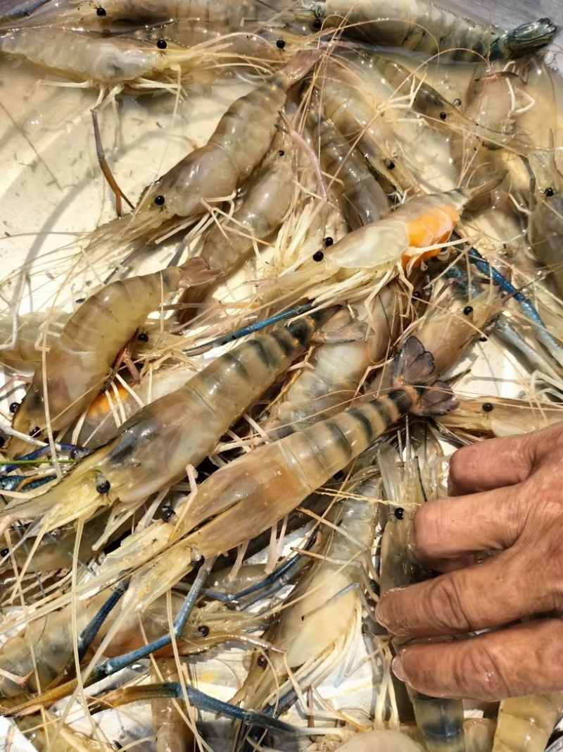 原产地基地改良品种虾苗现货秒发全国供应