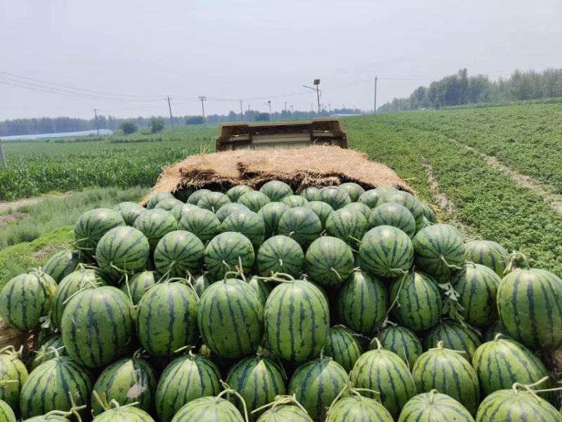 精品吊瓜品质保障，产地代办