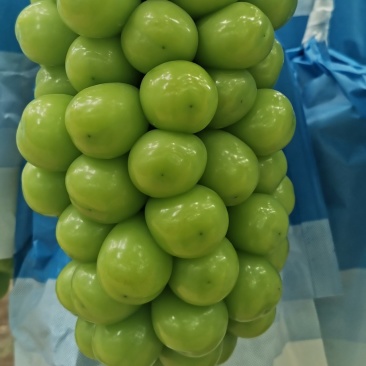 阳光玫瑰晴王
