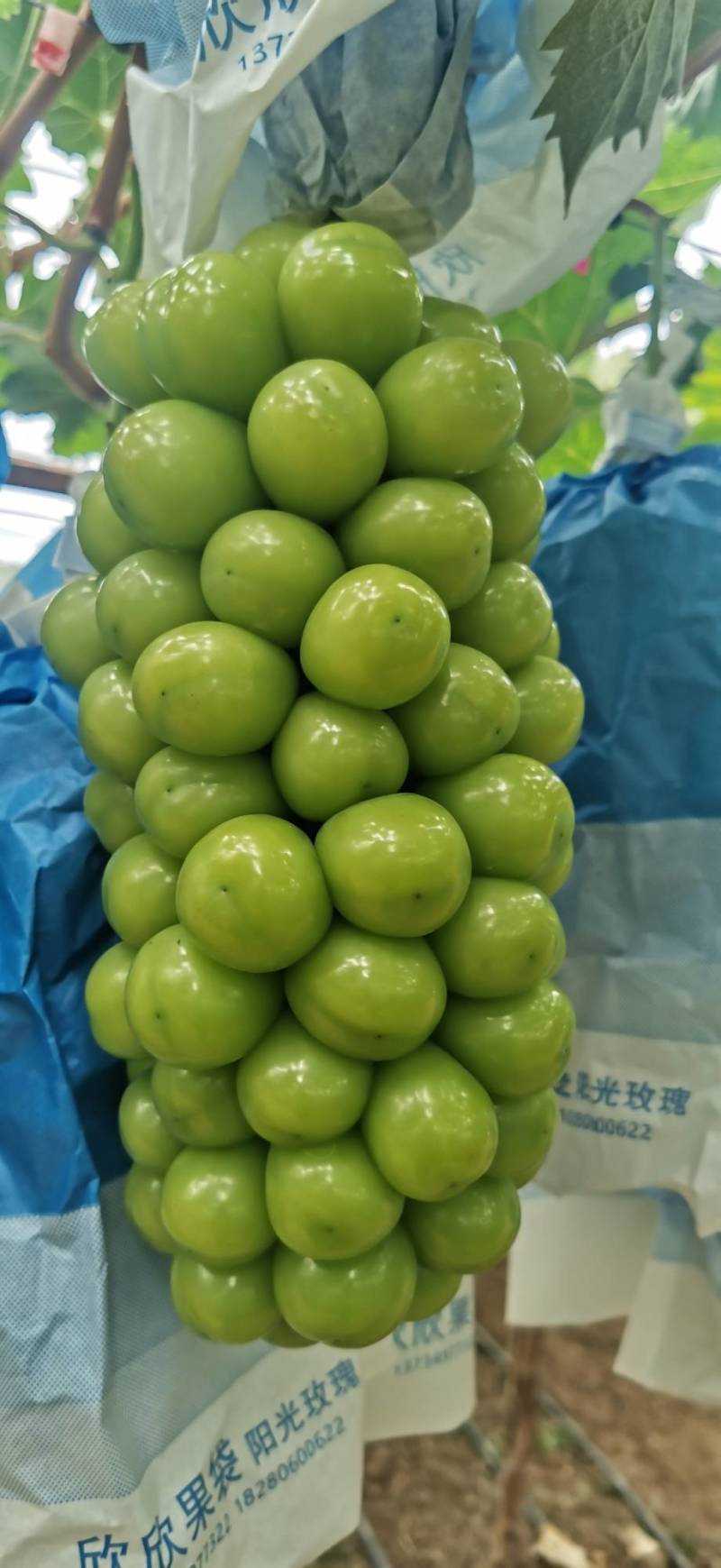 阳光玫瑰晴王