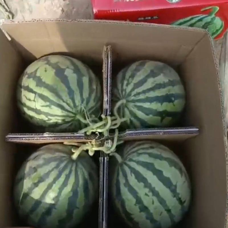 西瓜现货秒发量大从优
