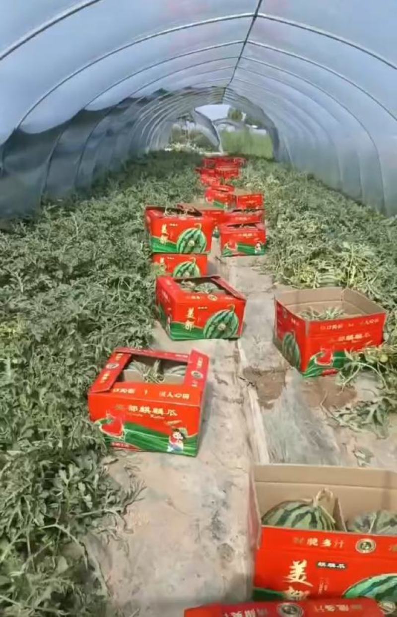 西瓜超高性价比现货秒发