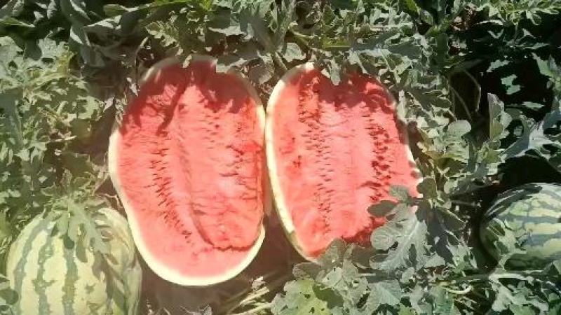 宁夏香山石头瓜硒砂瓜现在南山台子西瓜