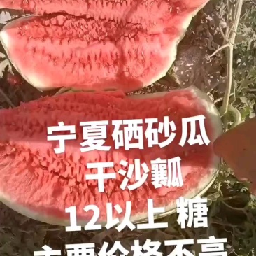 宁夏香山石头瓜硒砂瓜现在南山台子西瓜