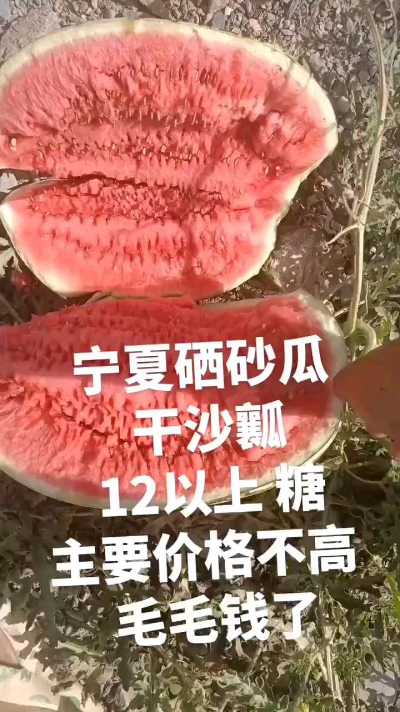 宁夏香山石头瓜硒砂瓜现在南山台子西瓜