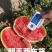 宁夏香山石头瓜硒砂瓜现在南山台子西瓜