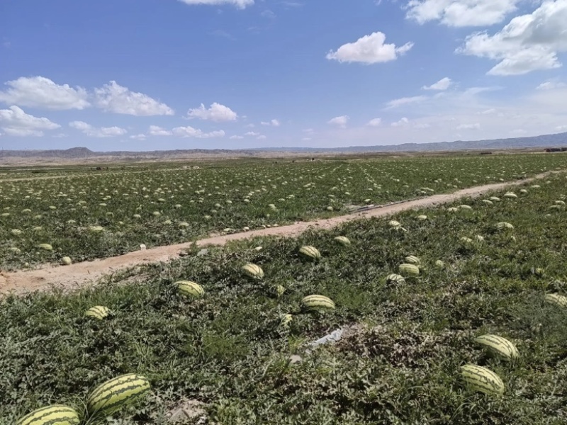 西瓜最新日期全国包邮量大从优