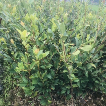 无病虫害油茶苗长期供货成活回报率高