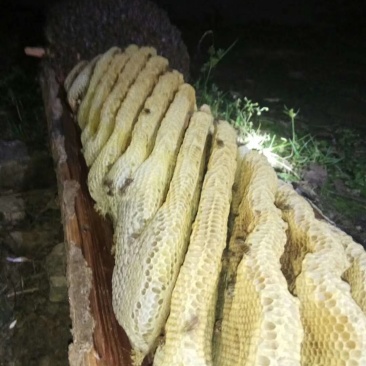 土蜂蜜