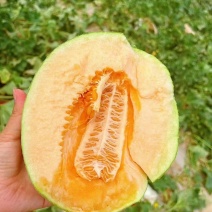 海南哈密瓜，小蜜25号大量有货价格下降，质量保障