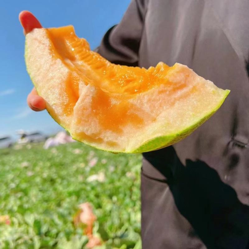 海南哈密瓜，小蜜25号大量有货价格下降，质量保障