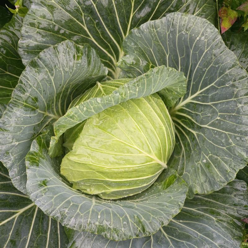 大家好！我是来自湖北利川的种植蔬菜户，现在各种包菜大量上