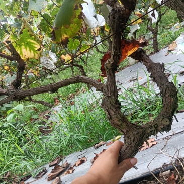 优质品种葡萄树订多包送量大优惠