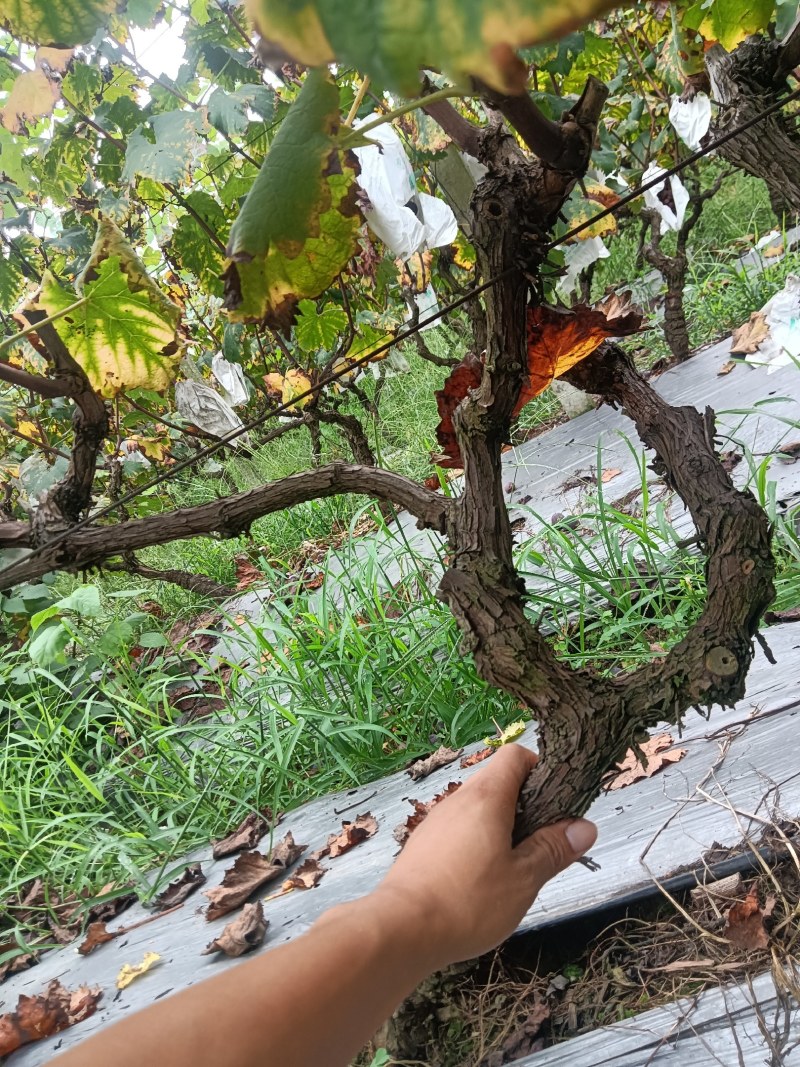 优质品种葡萄树订多包送量大优惠