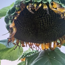 葵花