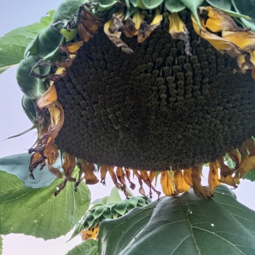 葵花
