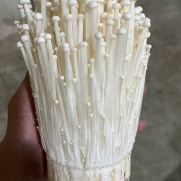 金针菇