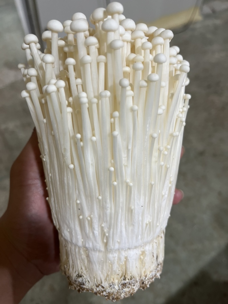 金针菇