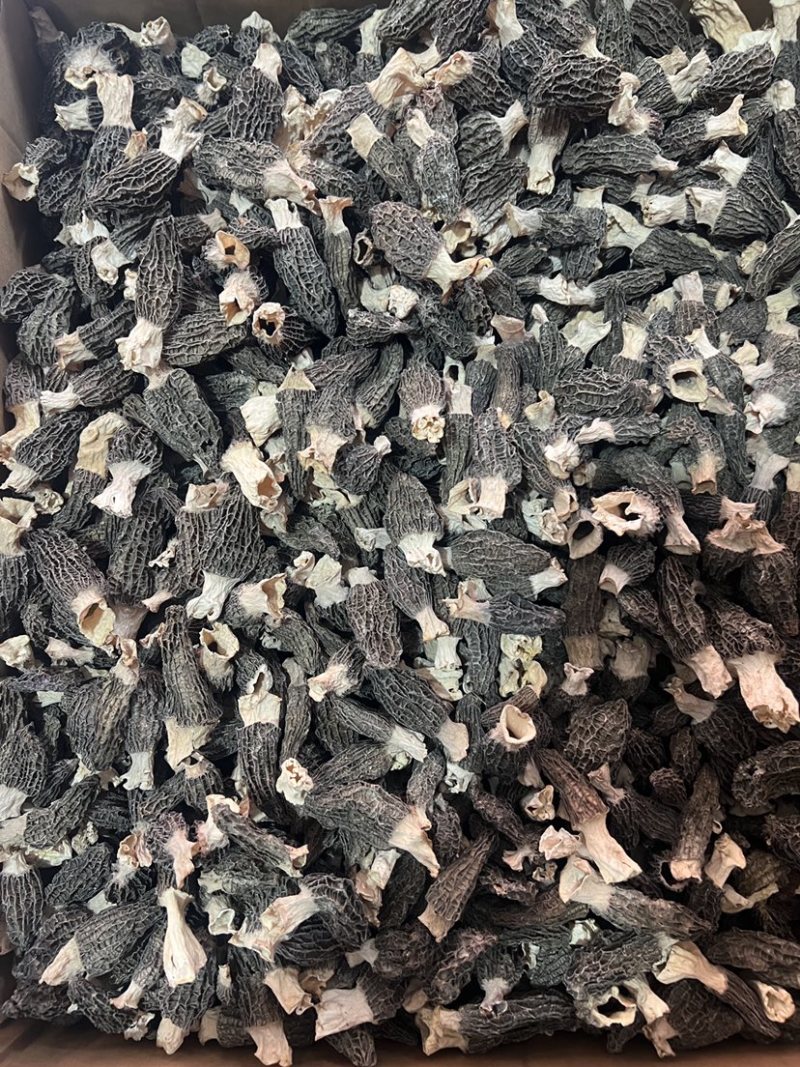 【羊肚菌】产地直销六妹七妹羊肚菌价格优惠品质多样售后无忧
