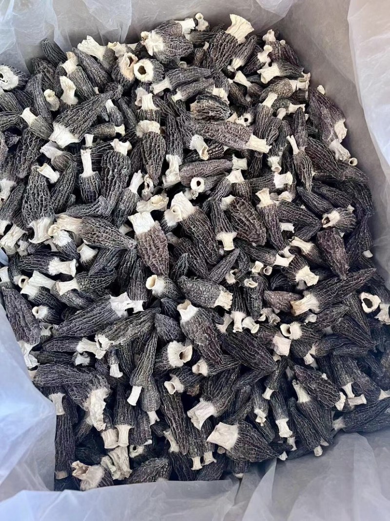 【羊肚菌】产地直销六妹七妹羊肚菌价格优惠品质多样售后无忧
