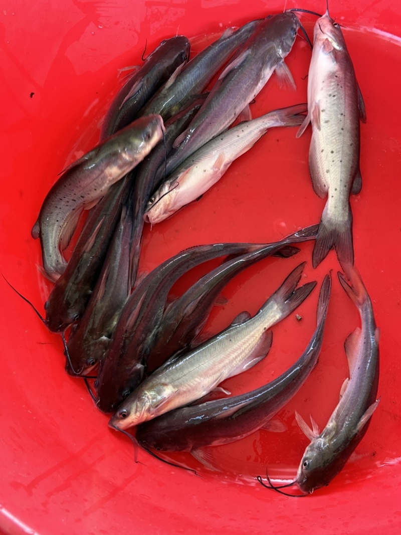 源头工厂鮰鱼新鲜食材欢迎联系