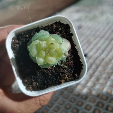 全国供应仙人球规格齐全包技术